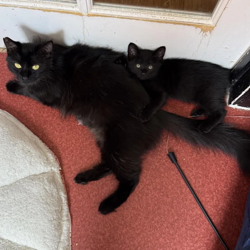 An adult medium-sized female Black Domestic Medium Hair cat named Bookbag for adoption in Los Angeles, CA