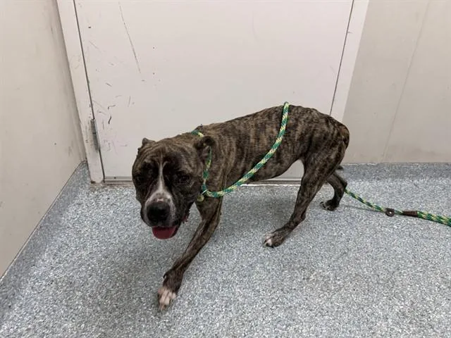 An adult medium-sized female Pit Bull Terrier dog named Aerial for adoption in Garland, TX