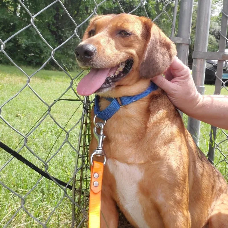 An adult medium-sized female Brown / Chocolate Mixed Breed dog named Testimony for adoption in Fredericksburg, VA