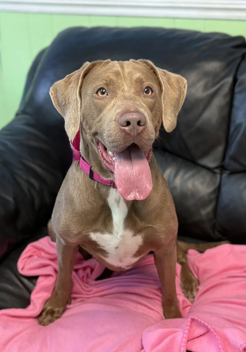 A young medium-sized female Labrador Retriever dog named Rosie for adoption in Spring Lake, NJ