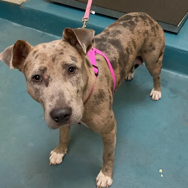 A young medium-sized female Yellow / Tan / Blond / Fawn Mixed Breed dog named Nyla for adoption in Memphis, TN