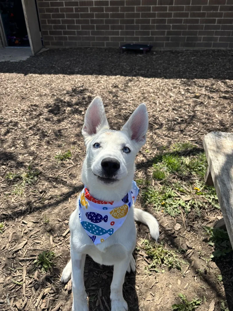 A young large-sized male White / Cream German Shepherd Dog dog named Hunter for adoption in Yorkville, IL