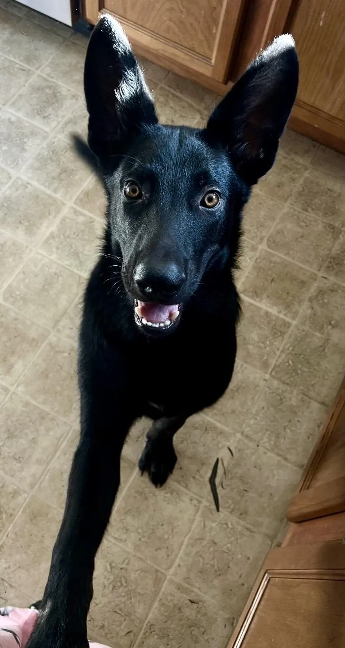 A young large-sized male German Shepherd Dog dog named Shadow for adoption in Gilbert, SC