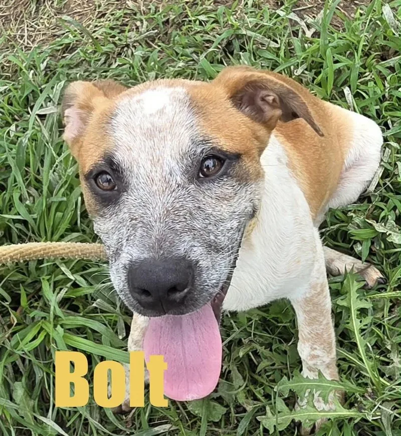 Bolt thumbnail 3
