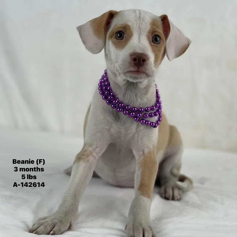 A baby medium-sized female Yellow / Tan / Blond / Fawn Labrador Retriever dog named Beanie Local August for adoption in Brookshire, TX