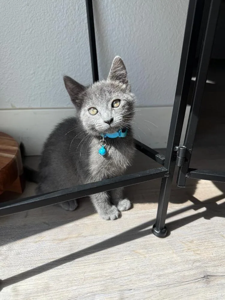 A baby medium-sized male Blue Point Russian Blue cat named Sam for adoption in Oceanside, CA
