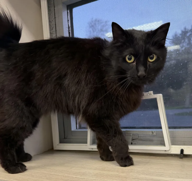 An adult medium-sized female Black Domestic Long Hair cat named Maggie for adoption in Dunkirk, NY