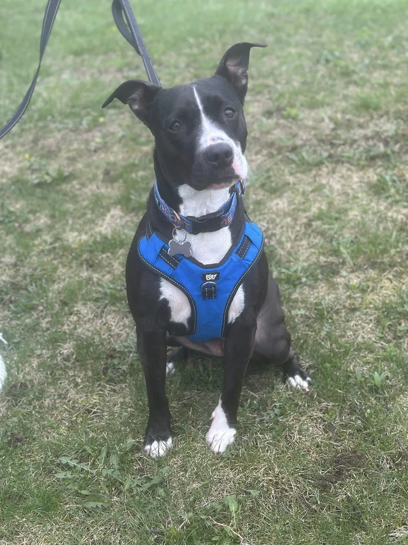 Rosebud Aka Rosie thumbnail 2