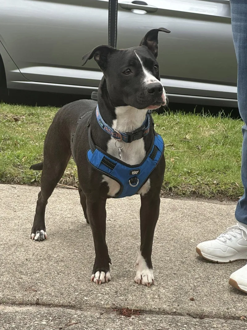 Rosebud Aka Rosie thumbnail 4