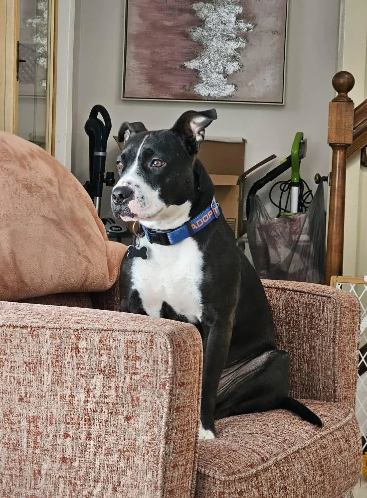 Rosebud Aka Rosie thumbnail 5