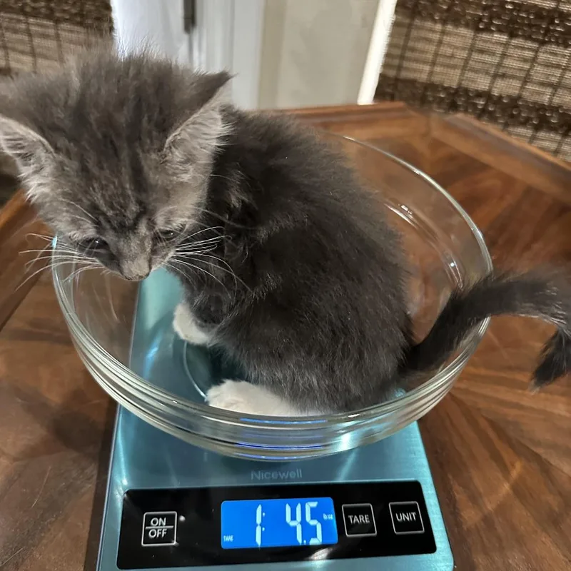 A baby small-sized female Gray / Blue / Silver Domestic Short Hair cat named Sasha for adoption in Las Vegas, NV