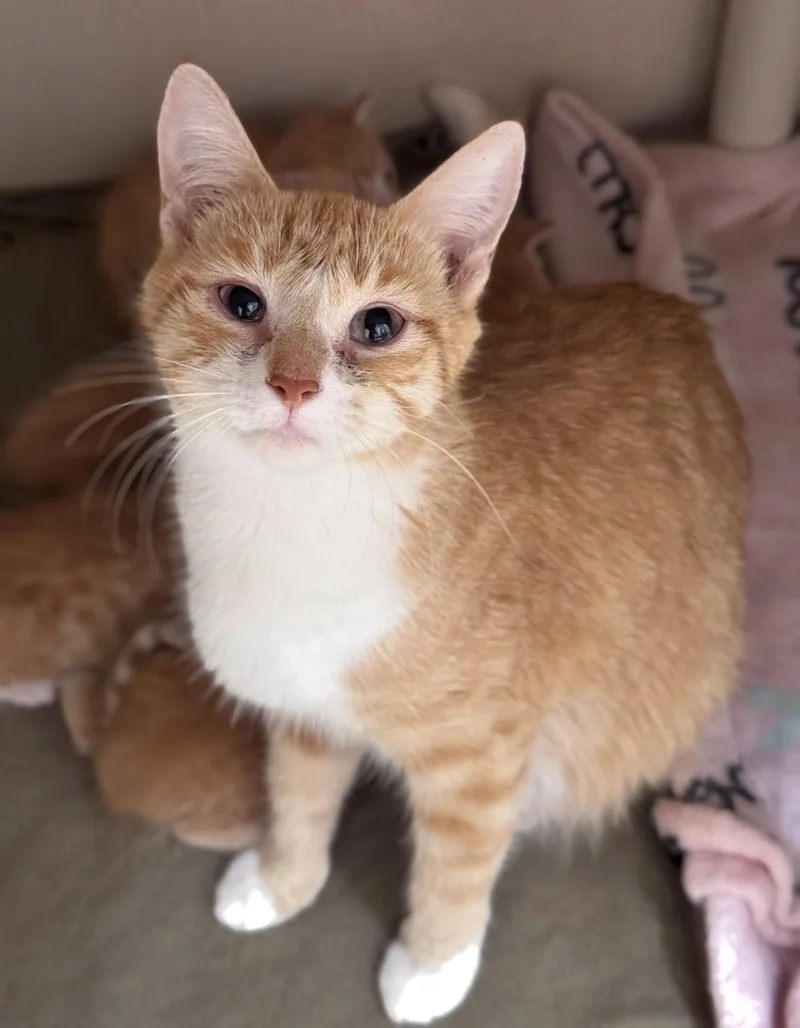 An adult small-sized female Orange & White Domestic Short Hair cat named Sundae for adoption in Hackensack, MN