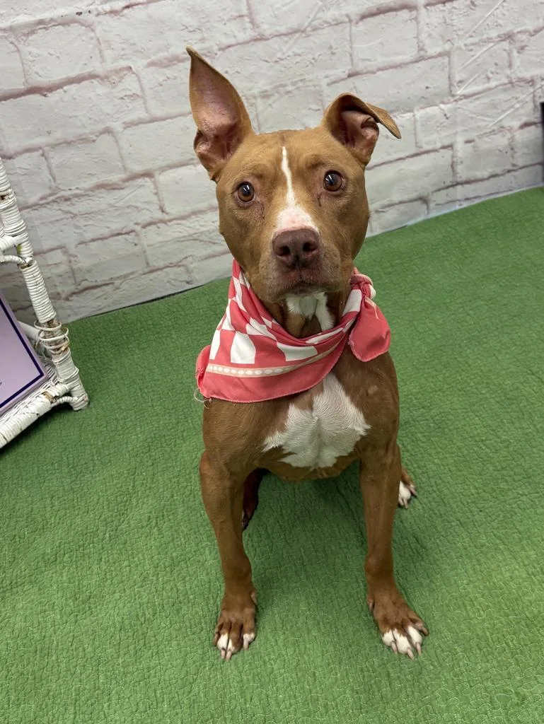 An adult medium-sized female Mixed Breed dog named Barmbrack for adoption in Detroit, MI
