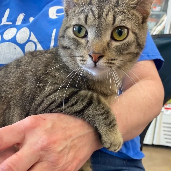 Vengeance thumbnail 2