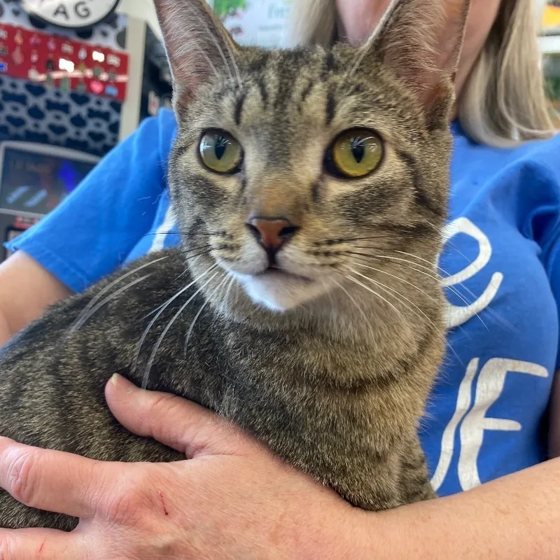 Vengeance thumbnail 3