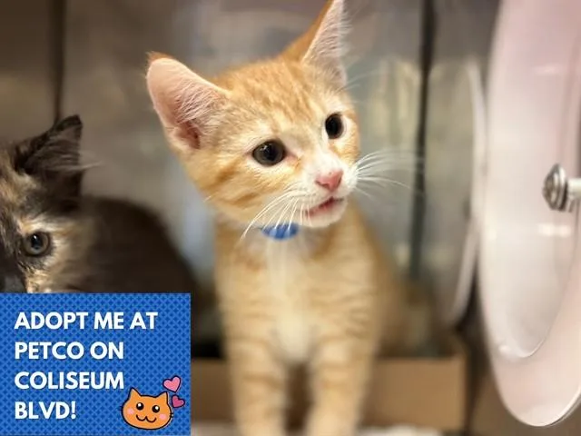 A baby small-sized male Domestic Short Hair cat named Pumpkin Spice Latte for adoption in Fort Wayne, IN