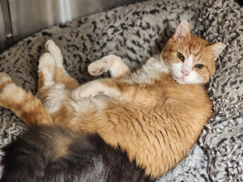 A senior large-sized male Domestic Short Hair cat named Squishy for adoption in Sterling, VA
