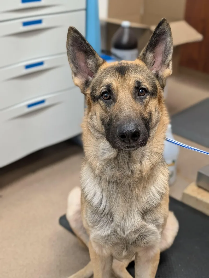 An adult large-sized male Black German Shepherd Dog dog named Buba Thunder for adoption in Chambersburg, PA