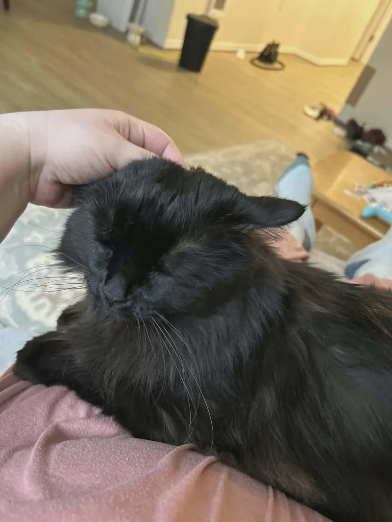 An adult medium-sized male Black Domestic Long Hair cat named Majora for adoption in Gladstone, OR