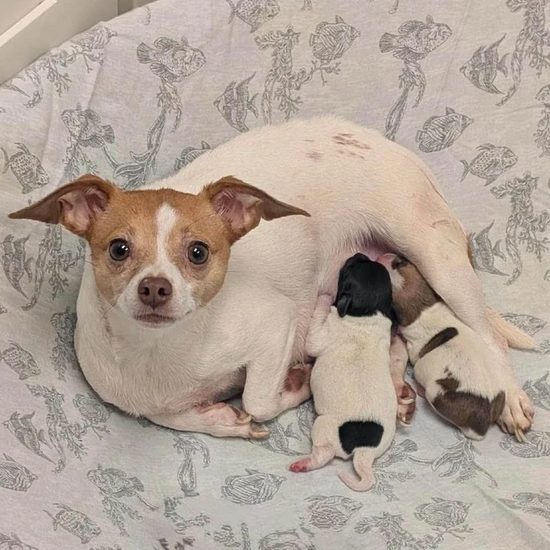 An adult small-sized female Chihuahua dog named Brie Elle for adoption in Long Island City, NY