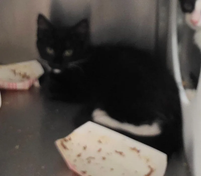 A young medium-sized female Domestic Short Hair cat named Meowzart for adoption in Rome, GA