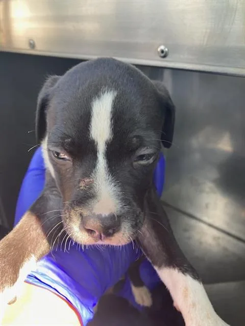 A baby large-sized male Pit Bull Terrier dog named Mike for adoption in Dallas, TX