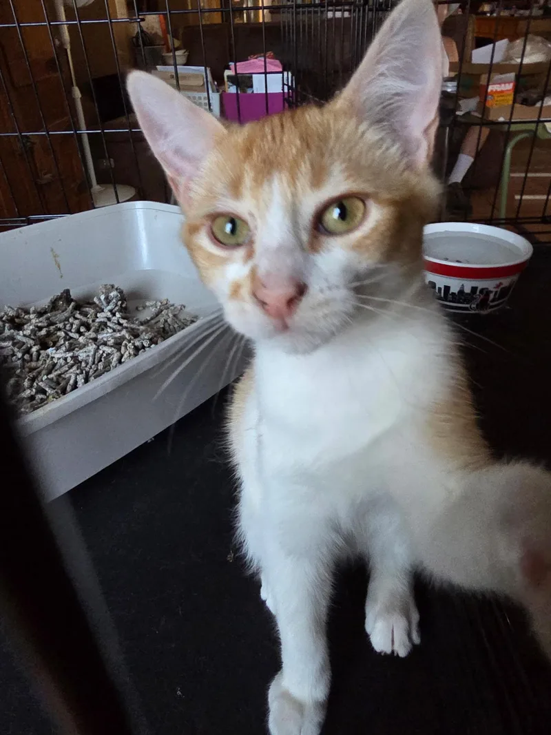 A baby medium-sized male Orange & White Domestic Short Hair cat named Rusty for adoption in Antioch, CA