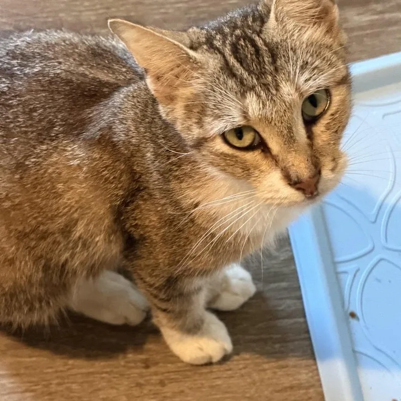 An adult medium-sized female Gray / Blue / Silver American Shorthair cat named Wildcat for adoption in Freeport, FL
