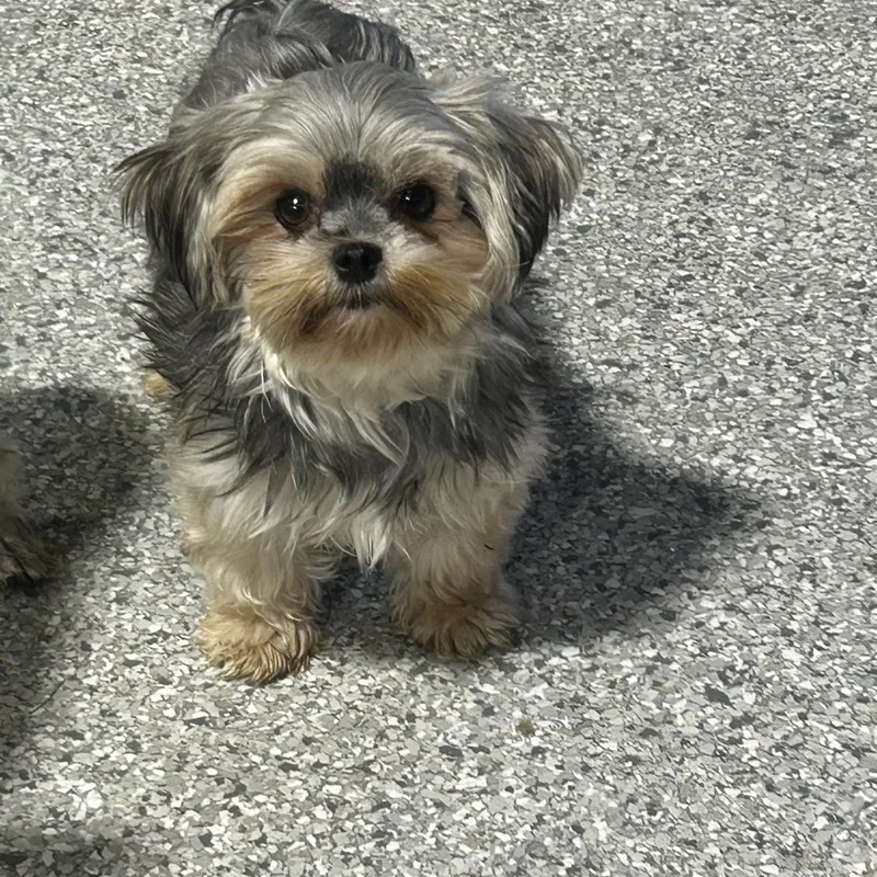 An adult small-sized female Gray / Blue / Silver Morkie dog named Mandy. . lbs for adoption in Antwerp, OH