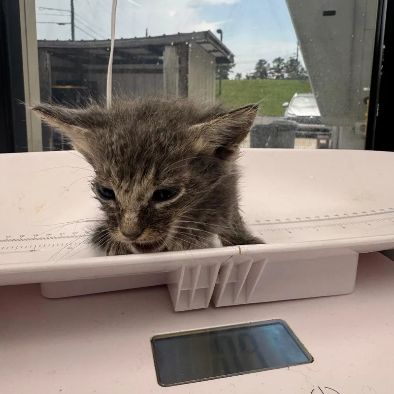 A baby small-sized male Gray / Blue / Silver Domestic Short Hair cat named Reddington for adoption in Columbiana, AL
