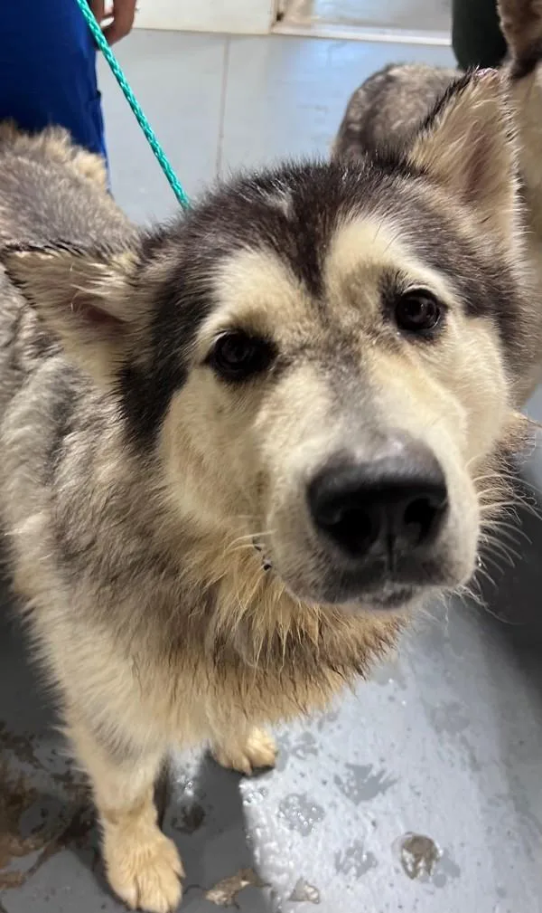 An adult extra large-sized male Husky dog named a Denali for adoption in Dallas, GA