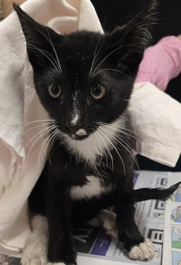 A baby small-sized male Domestic Short Hair cat named Jerry for adoption in El Cajon, CA