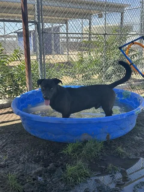 A young medium-sized male Labrador Retriever dog named Duncan for adoption in Bakersfield, CA