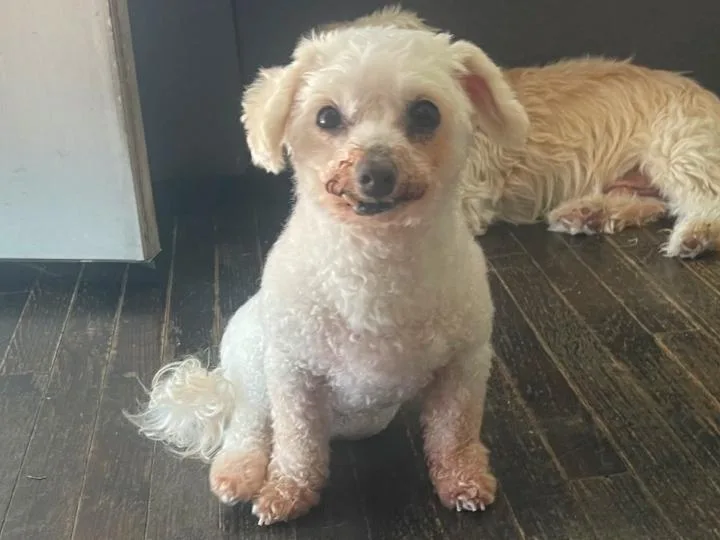 A senior small-sized female White / Cream Miniature Poodle dog named Lady for adoption in Los Angeles, CA