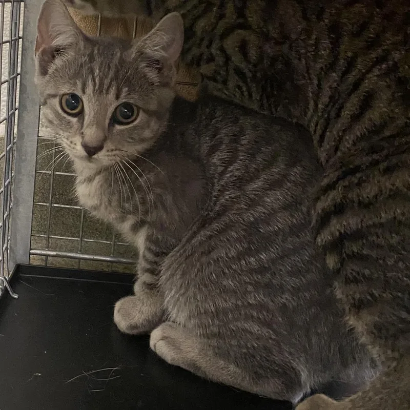 A baby small-sized female Brown / Chocolate Domestic Short Hair cat named 71708 for adoption in Harrisonburg, VA