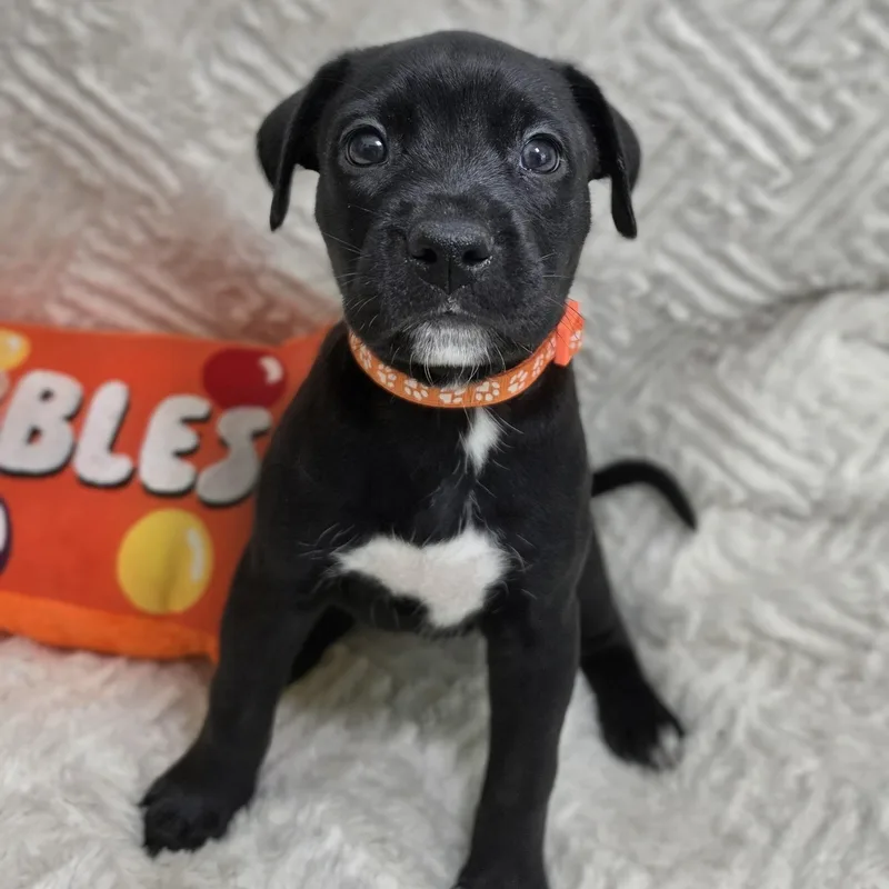 A baby medium-sized female Black Labrador Retriever dog named Kiva for adoption in Cleveland, TX