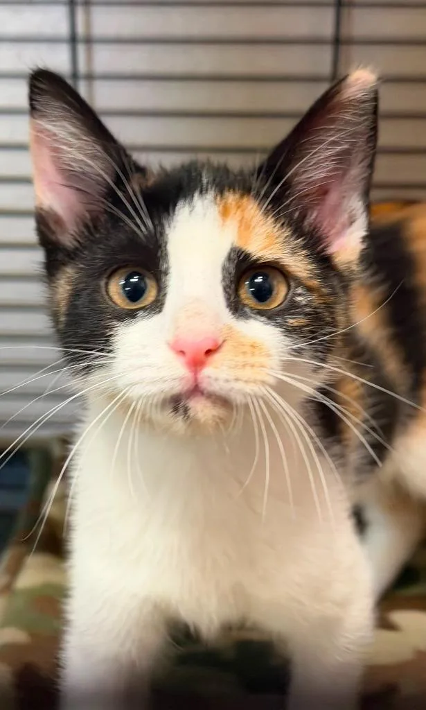 A baby medium-sized female Domestic Short Hair cat named Delilah for adoption in Midland, TX