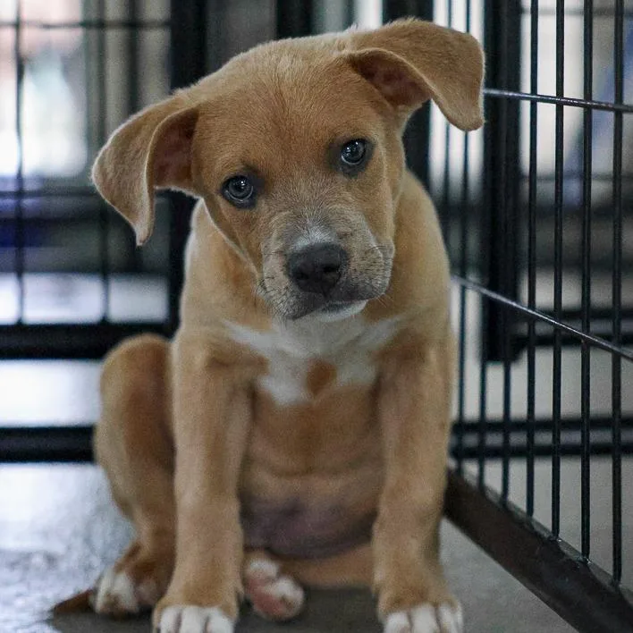 A baby medium-sized male Yellow / Tan / Blond / Fawn Mixed Breed dog named Emmett for adoption in Bradenton, FL