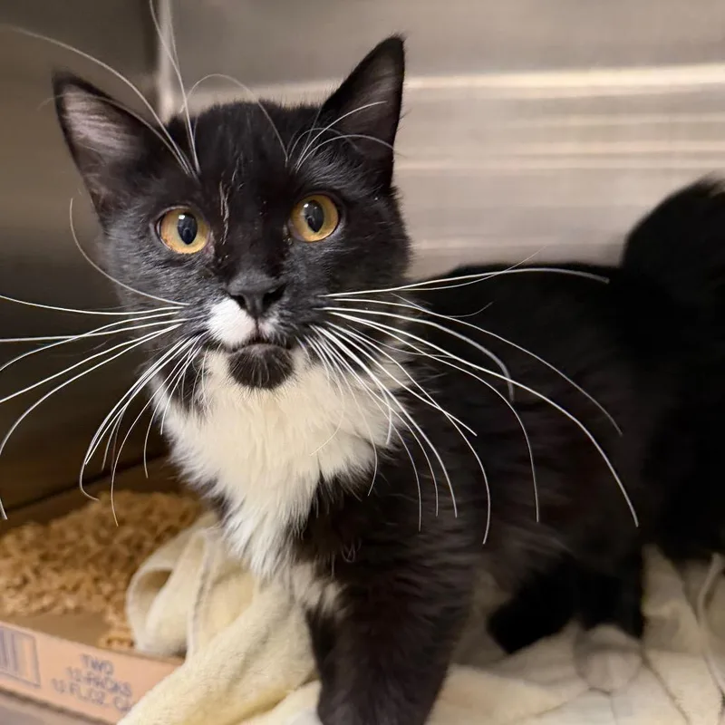A baby medium-sized female Domestic Short Hair cat named Books for adoption in Cody, WY