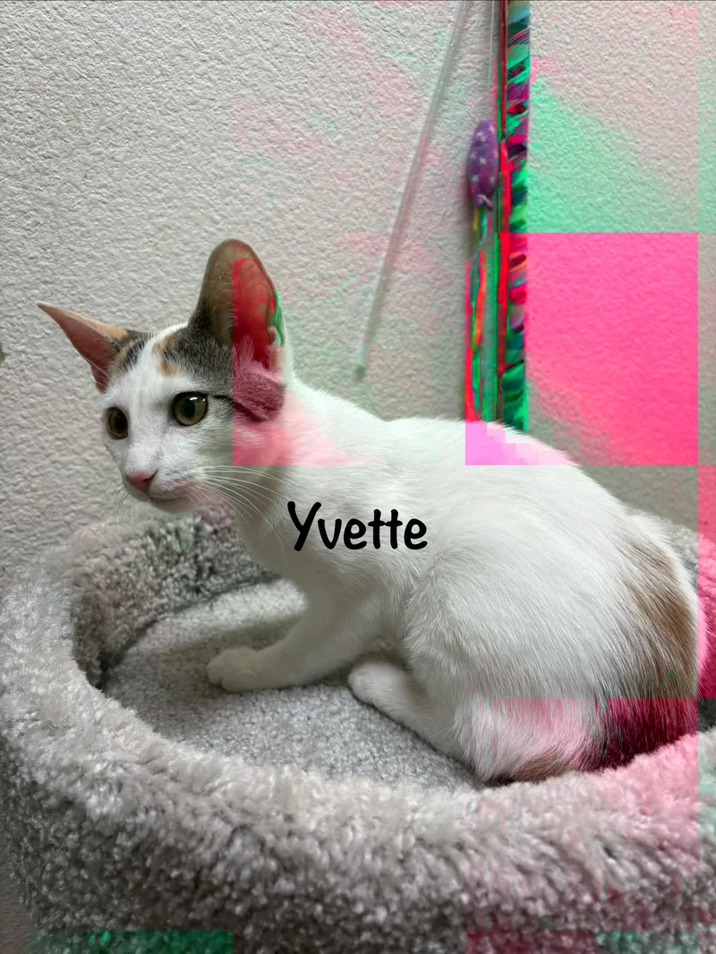 A young medium-sized female White Turkish Van cat named Yvette for adoption in Phoenix, AZ