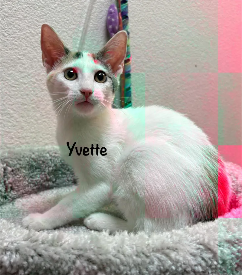 Yvette thumbnail 2