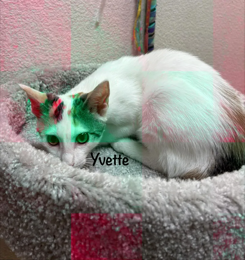Yvette thumbnail 3