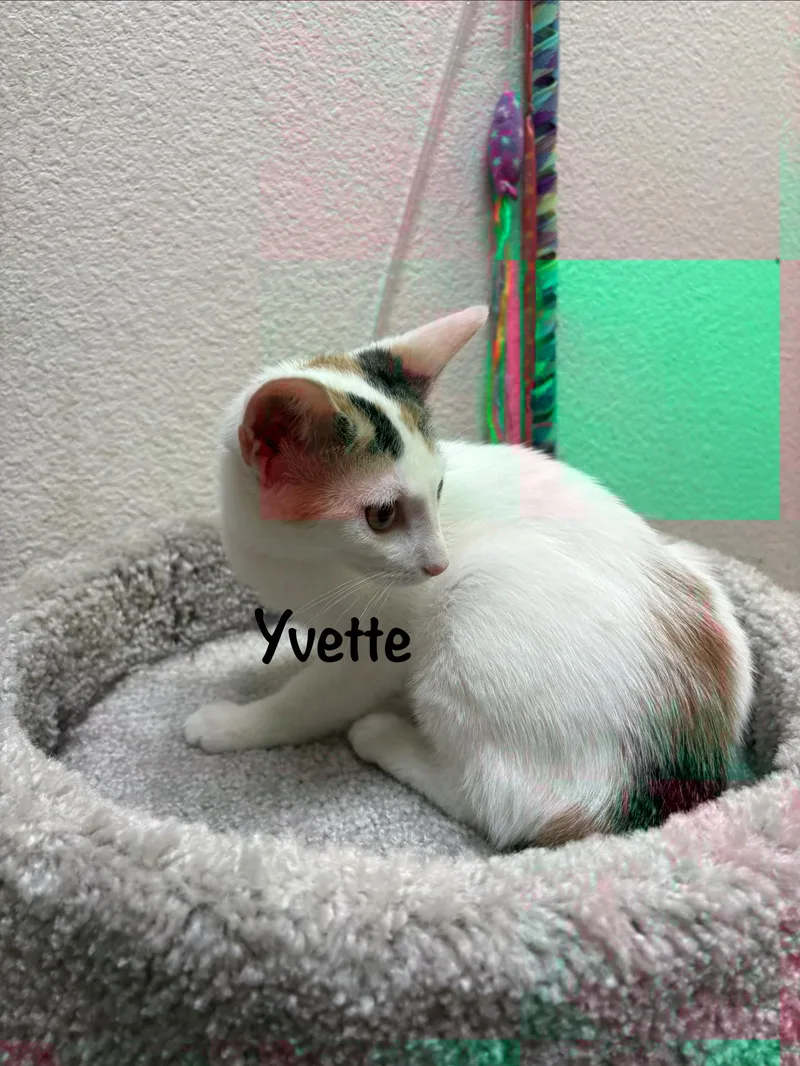 Yvette thumbnail 5
