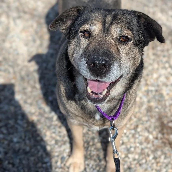 An adult medium-sized female Brown / Chocolate Mixed Breed dog named Mocha for adoption in West Olive, MI