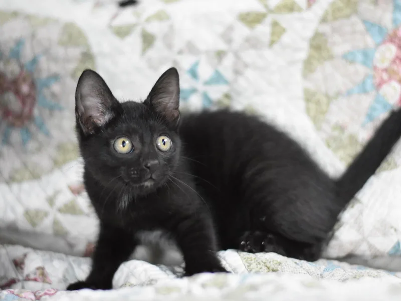 A baby medium-sized male Black Domestic Medium Hair cat named Bronx for adoption in Montgomery, TX
