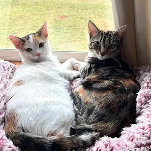 An adult medium-sized female Calico Domestic Short Hair cat named Quinn Bonded With Harley for adoption in Greenfield, IN