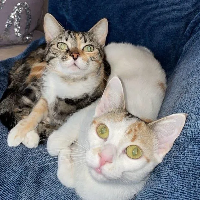 Quinn Bonded With Harley thumbnail 5