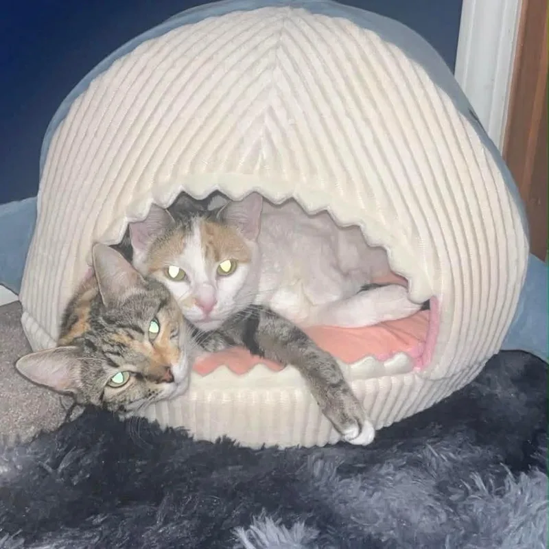 Quinn Bonded With Harley thumbnail 6