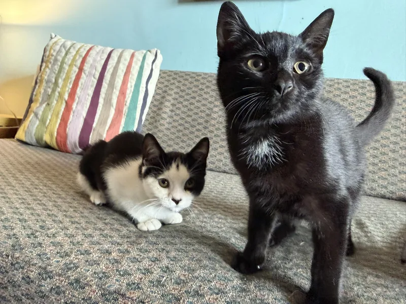 A baby medium-sized female Black & White / Tuxedo Domestic Short Hair cat named Topsy & Turvy for adoption in Brooklyn, NY
