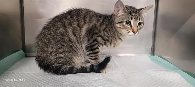 A baby small-sized male Domestic Short Hair cat named Grayson for adoption in Panama City, FL